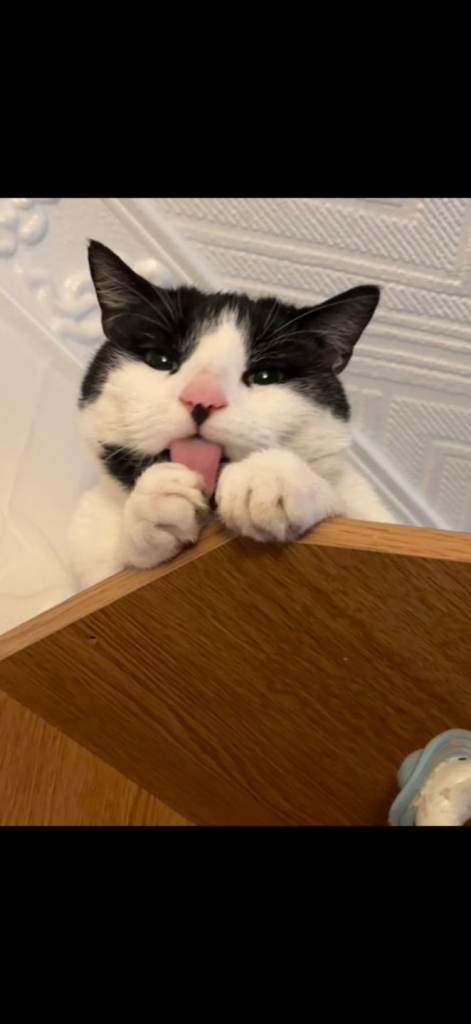 Cat rehoming 