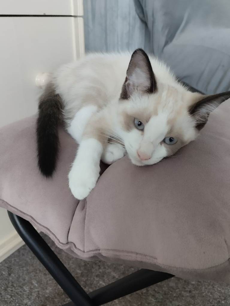 Ragdoll female kitten 