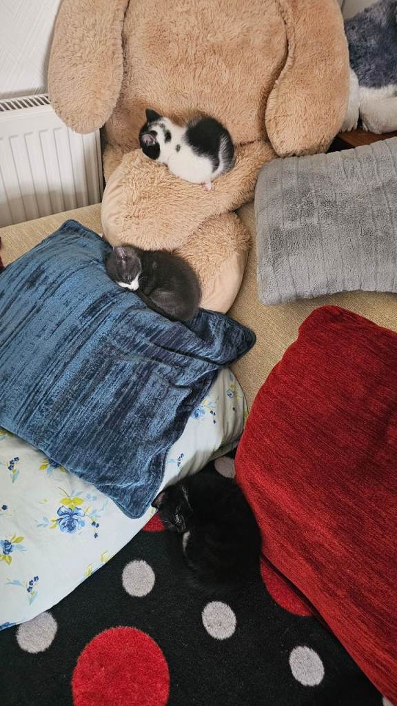 Three Playful Kittens