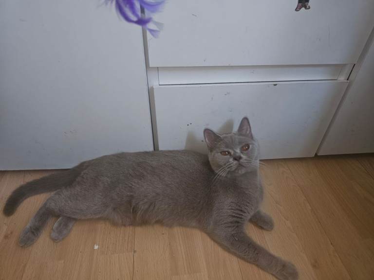 LILAC British Shorthairs kittens 
