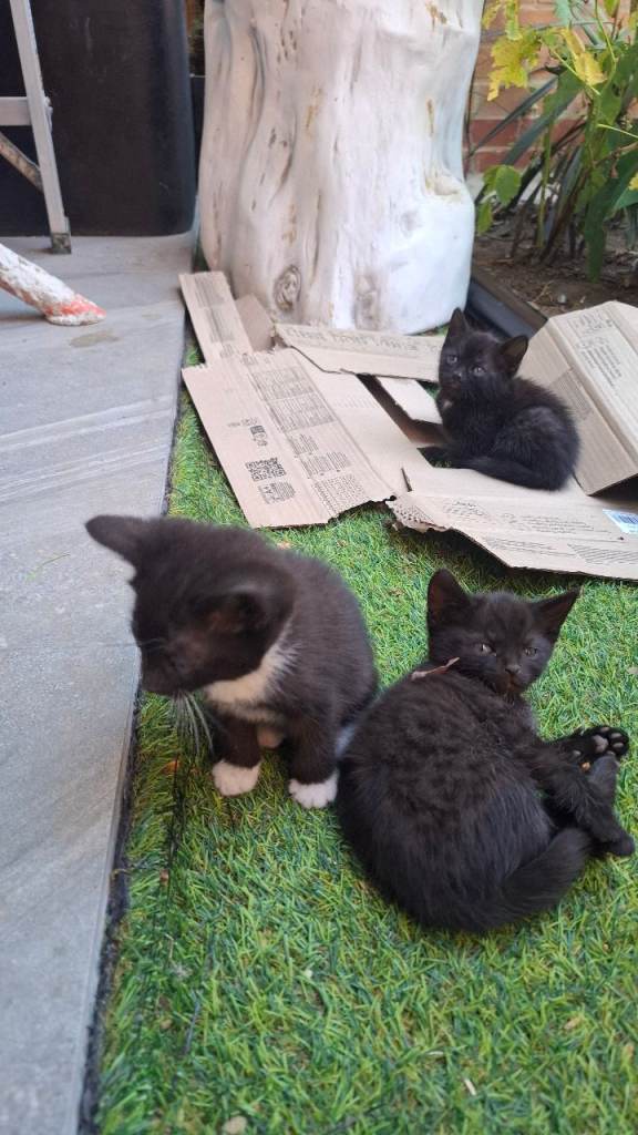 Kittens