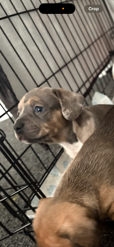 Beautiful French wiener puppies 
