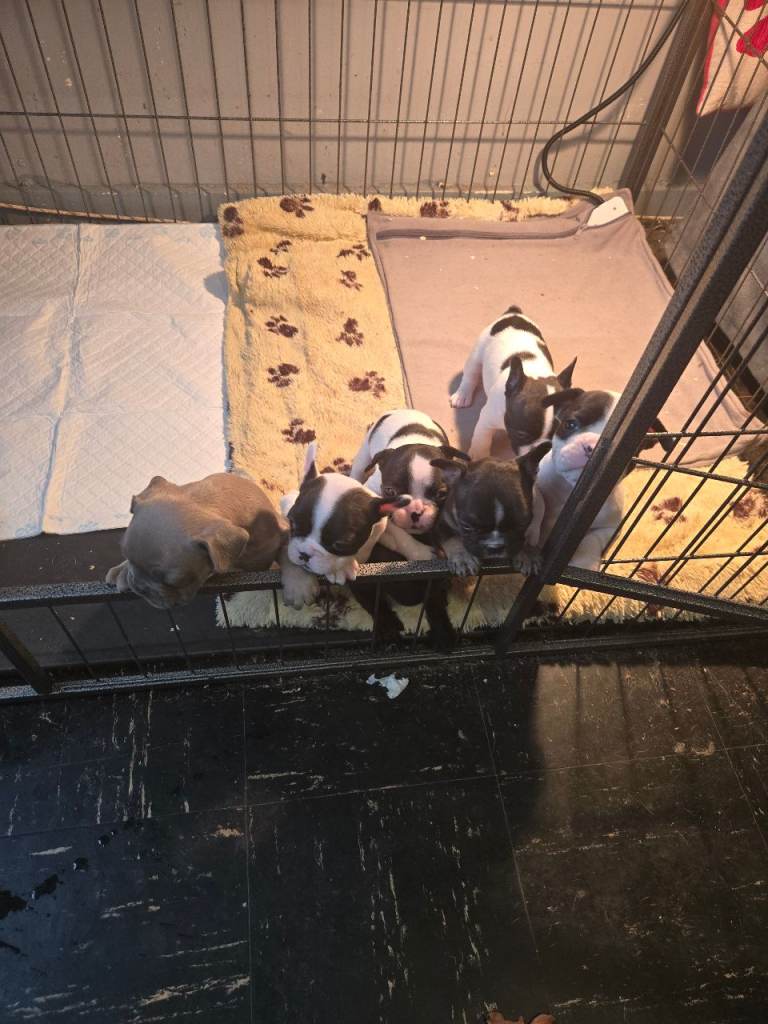 French bulldog pups for sale 