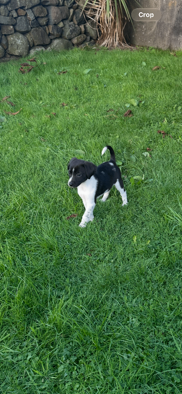 Short haired German pointer X Collie pups
