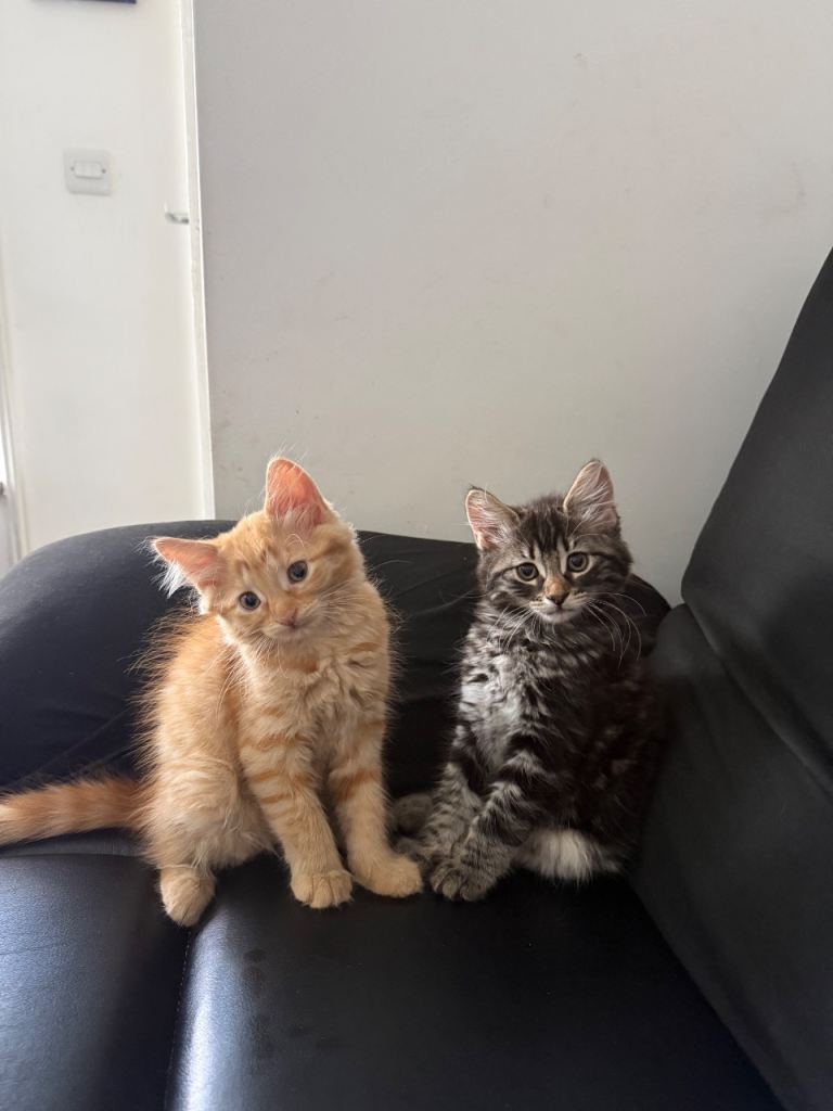 Kittens make 