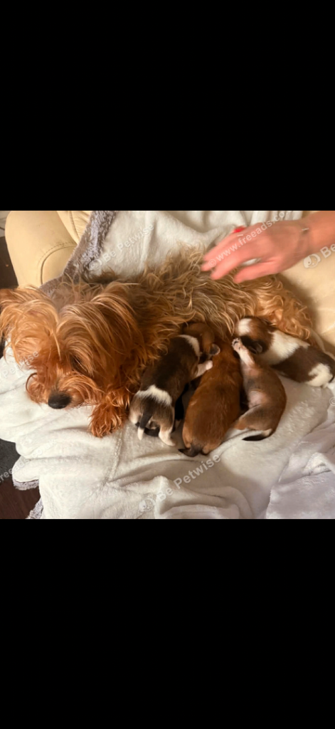 Beautiful Pomeranian x Yorkie puppies