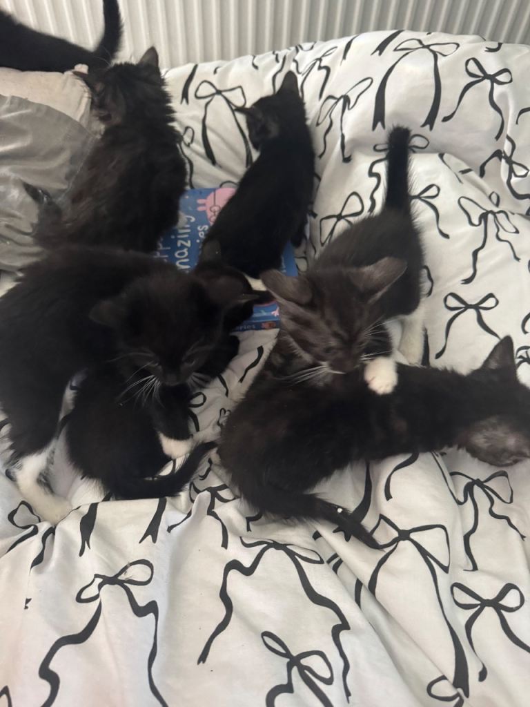 Kittens 