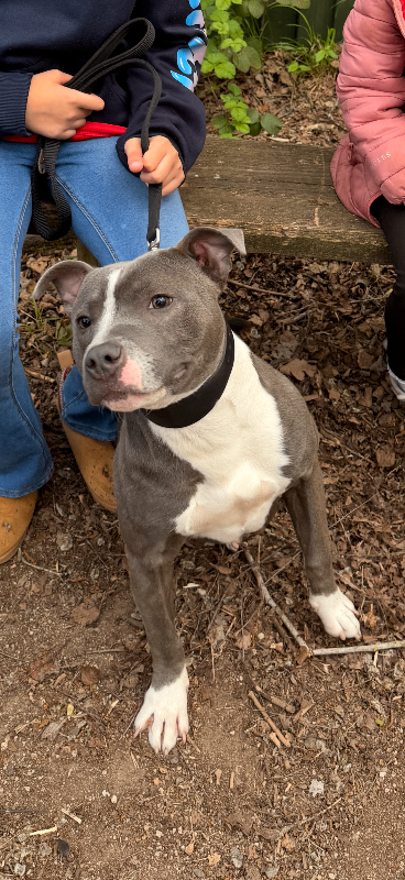 Blue, Staffordshire bull terrier, male.