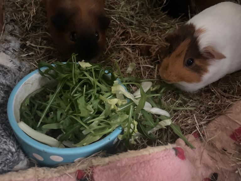Two Female Guinea pigs 2.5 y.o