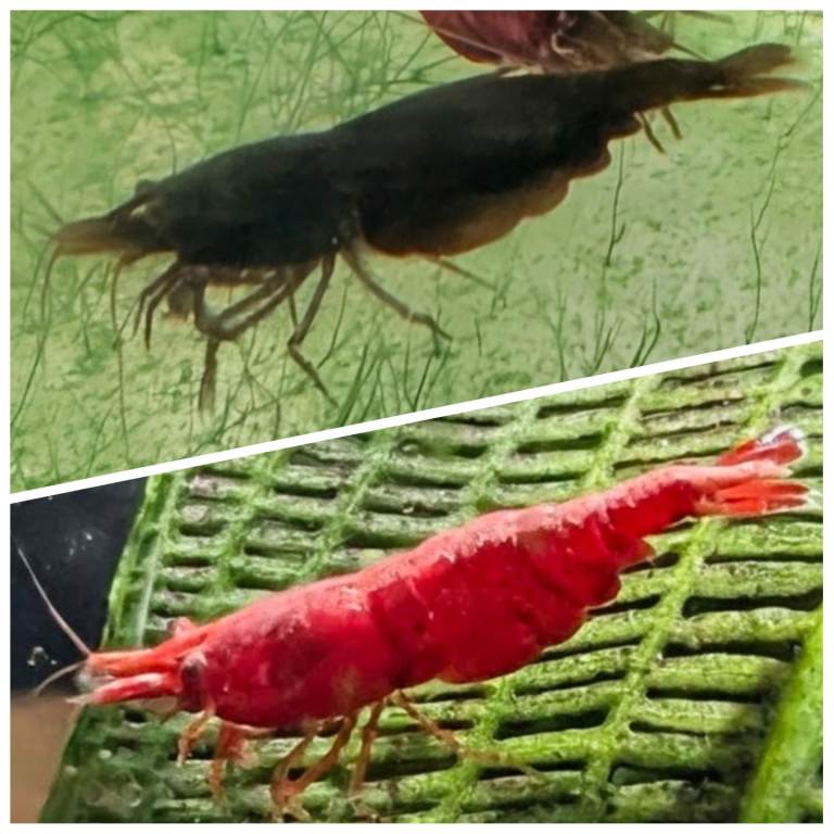 Neocaridina Shrimp (♥️ & 🖤 currently available)