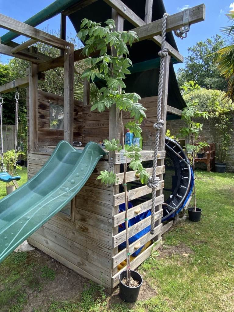 Selling my spectacular Wisteria on Bamboo Pole - growing around a play frame