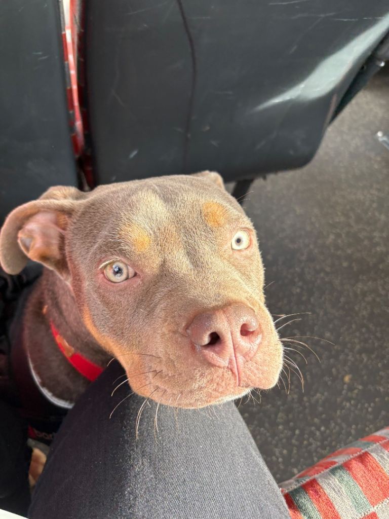 Pocket bully cross staff