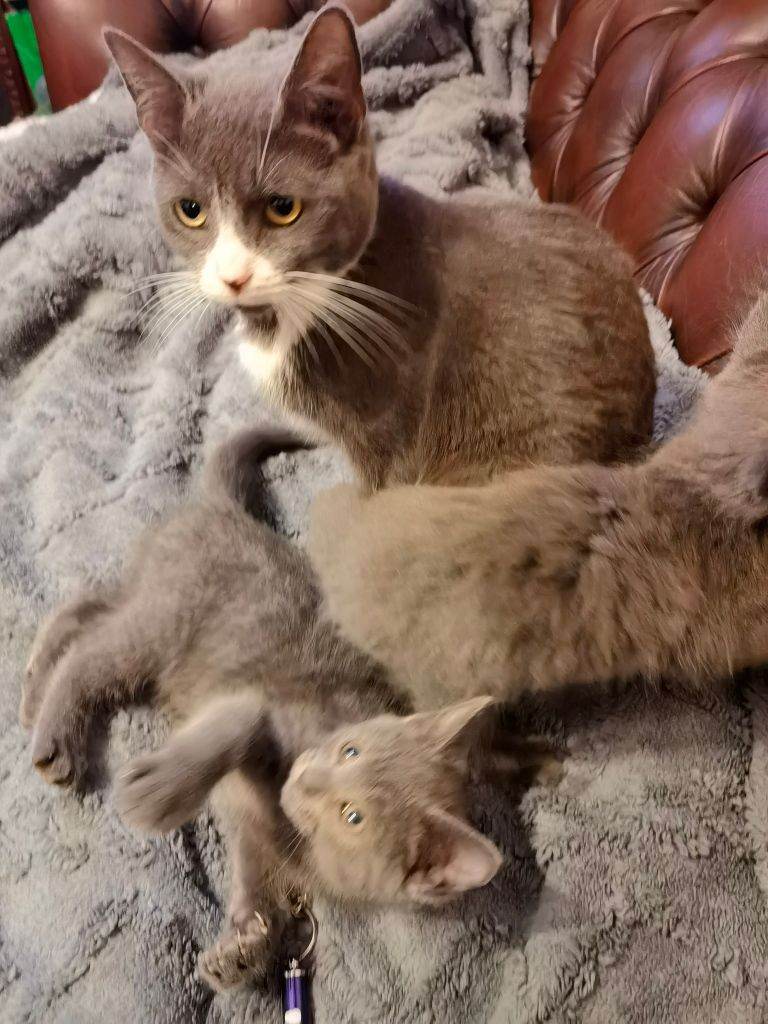 Cute and gorgeous grey kittens boys and girls playful love cuddles