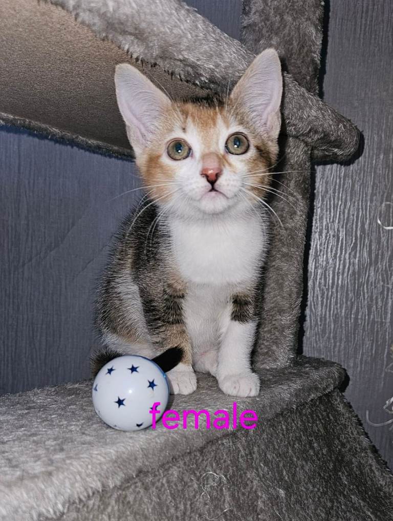 Last gorgeous female ginger white and black kitten 