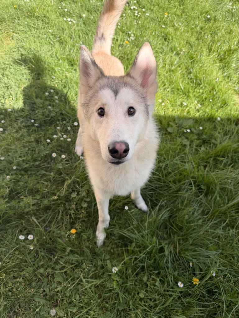 Found male dog.