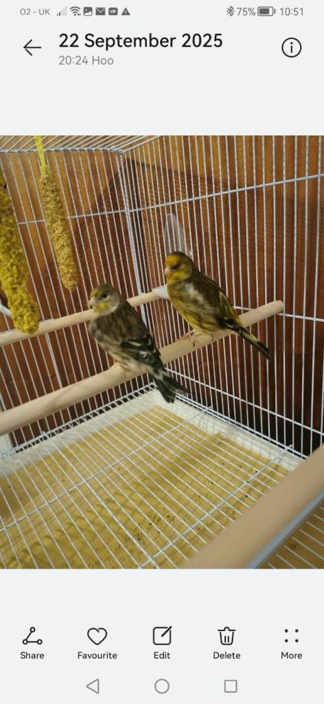 2 x Canaries plus cage
