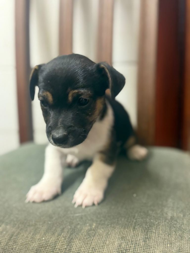2 left Jack russell puppies 
