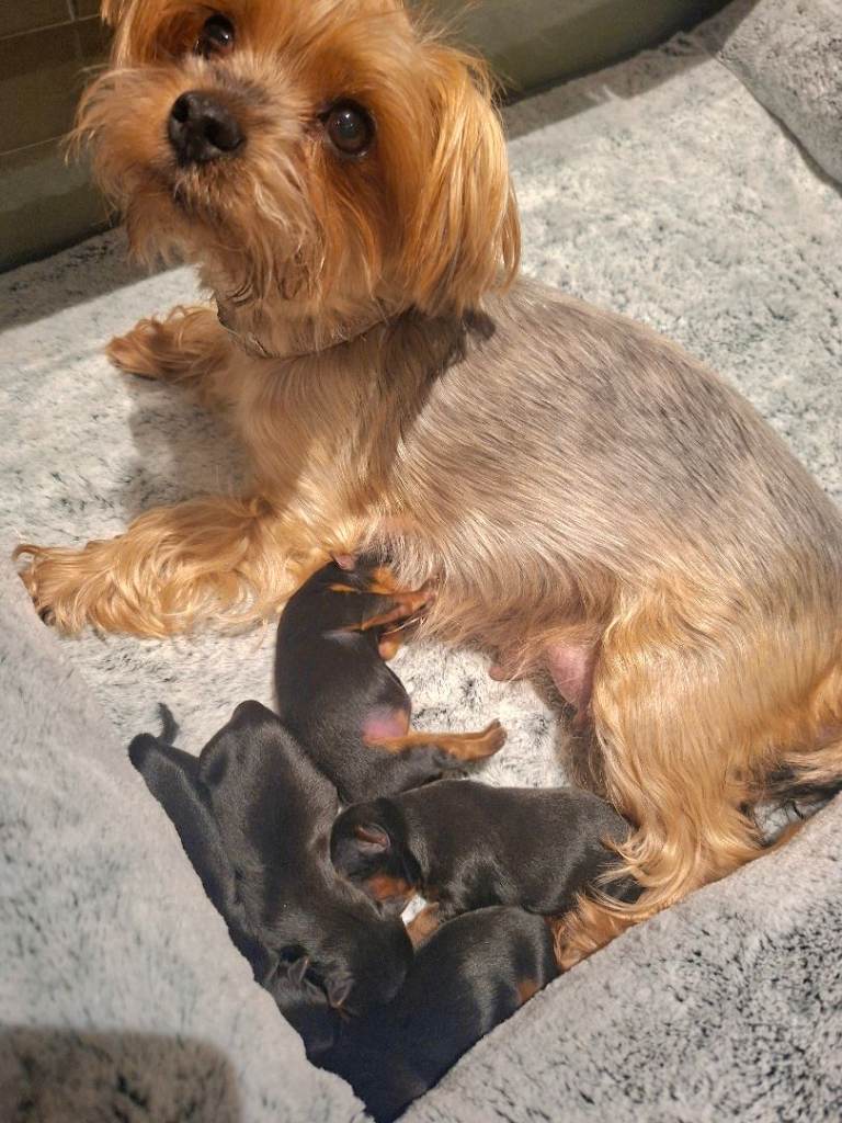 Yorkshire terrier puppies 
