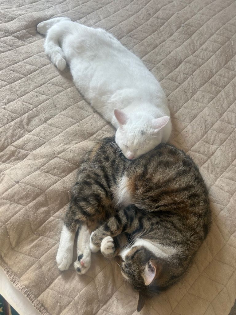 Two beautiful little kitten sisters . They should go together