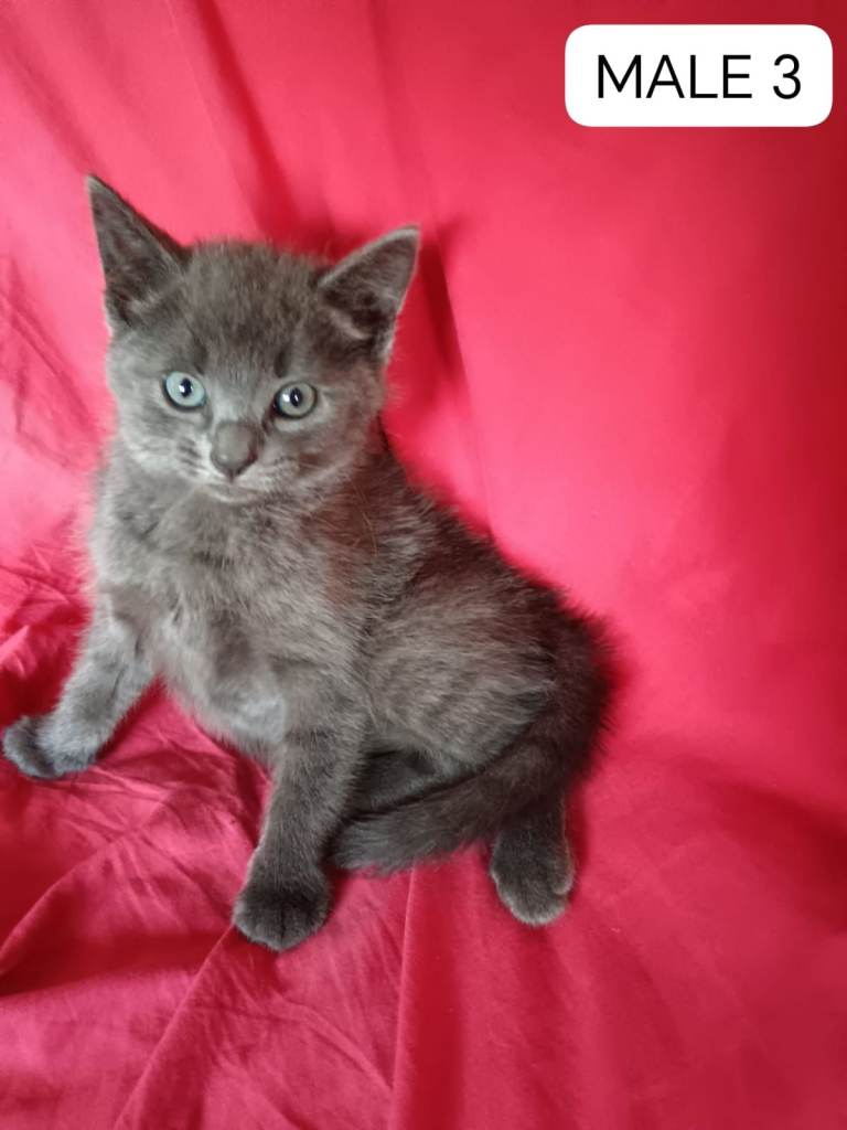 Maine Coon X Ragdoll cross kittens