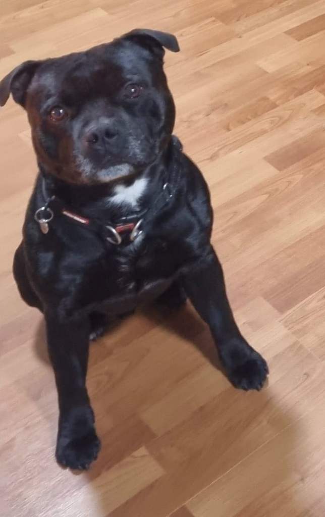 Shadow- male Staffordshire bull terrier, age 5.