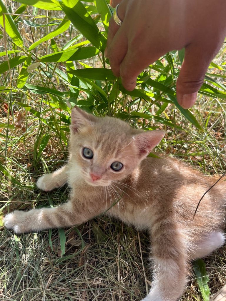 Adorable Kittens Looking for Loving Homes! 🐱❤️