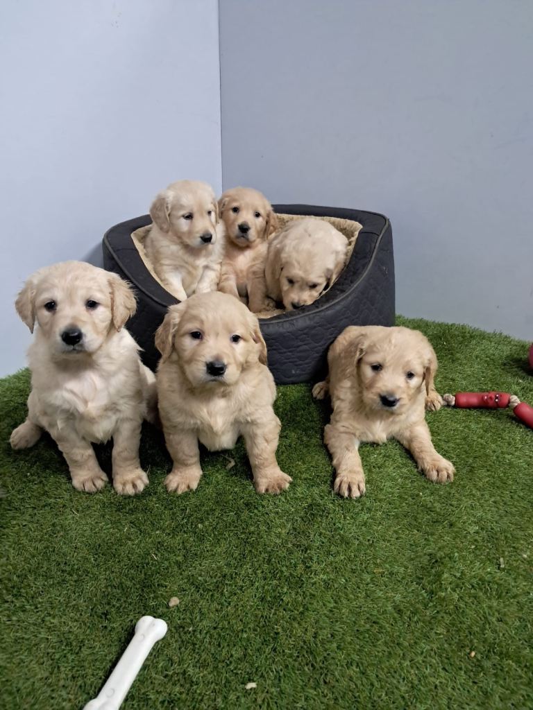 Golden doodle puppies for sale 