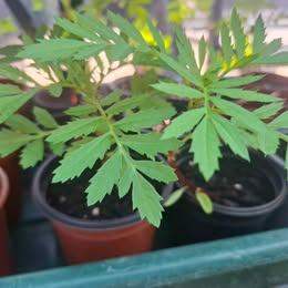 6 Marigolds plants