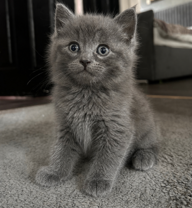 one british shorthair 