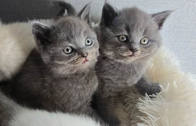 Only 2 Stunning Purebred British Shorthair Boys Available