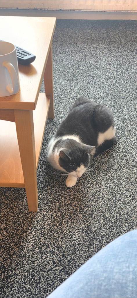 Grey and white Domestic Short Hair