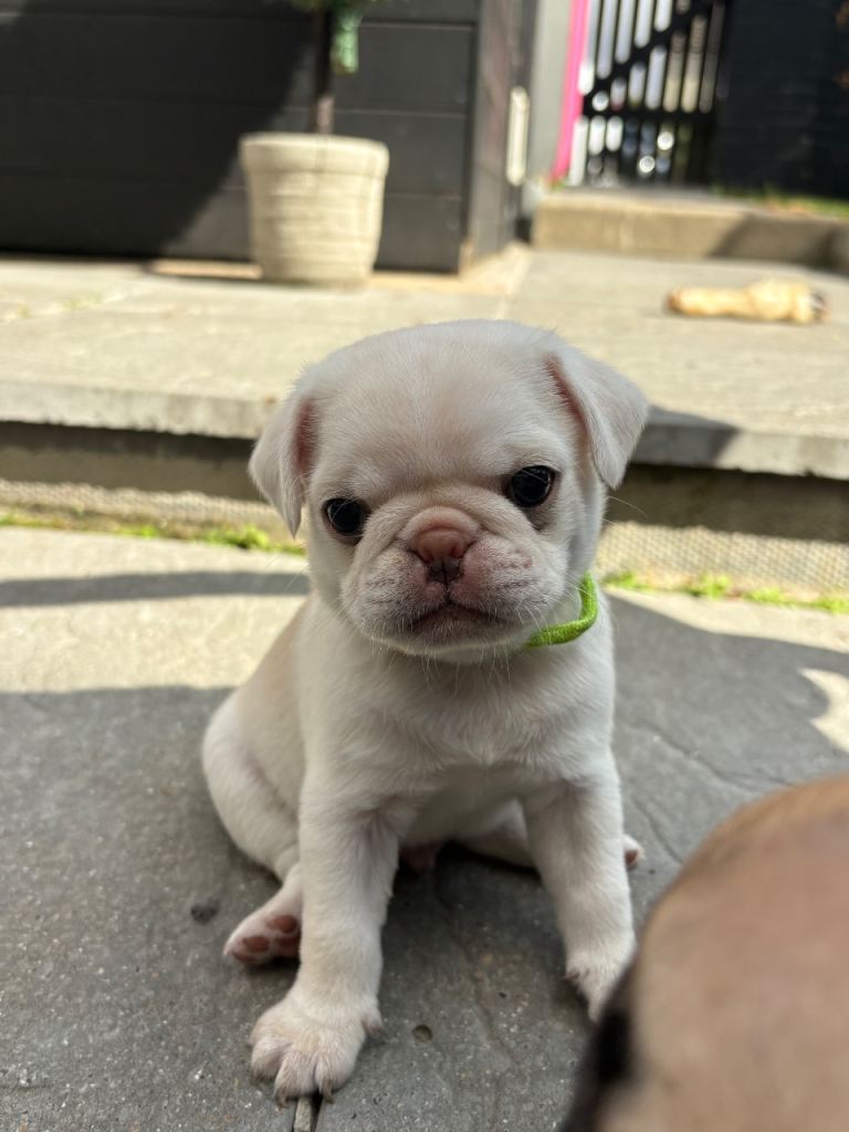 Kc registered Pedigree pug puppie
