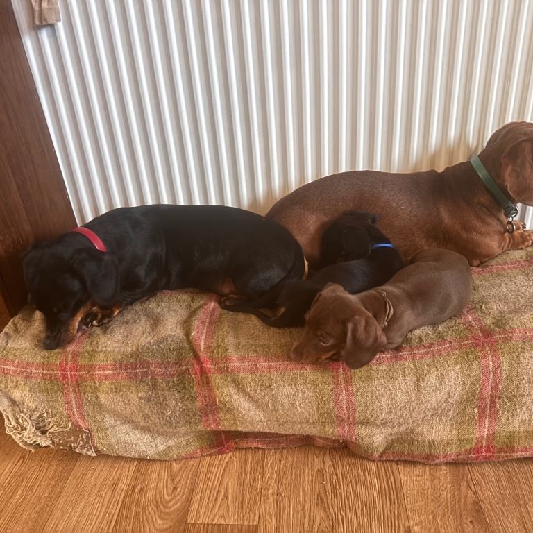 Miniature Dachshund puppies 
