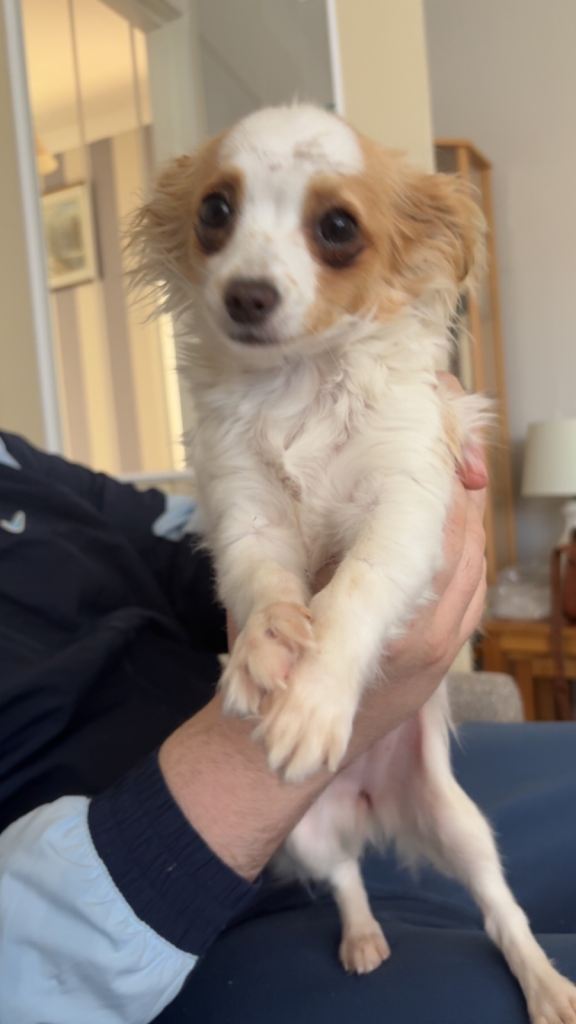 Chihuahua  X Jack Russel 