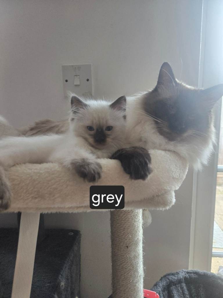 Ragamese kittens ragdoll siamese kittens