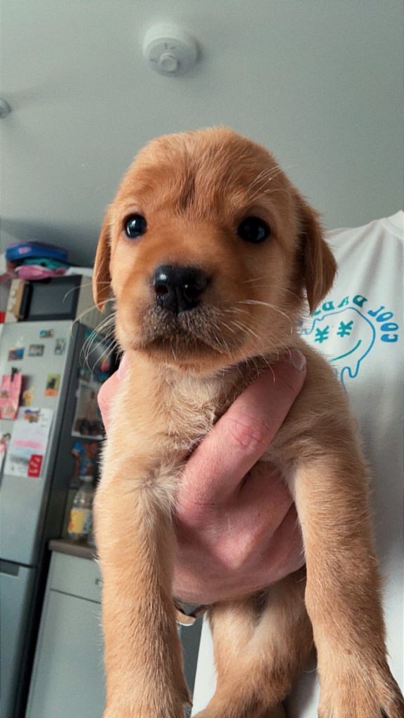 KC Registered Labrador puppies for sale