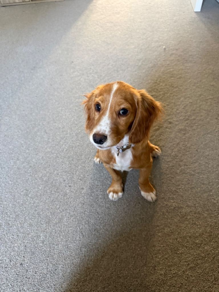 15 week old cocker spaniel puppy for sale