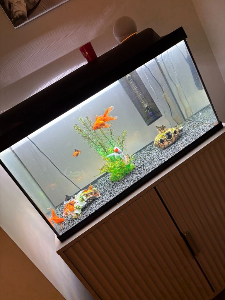 Fish tank + 7 goldfish 