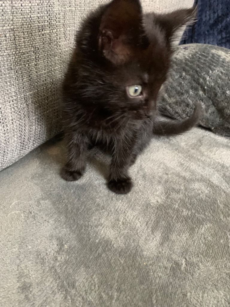 Last remake kitten