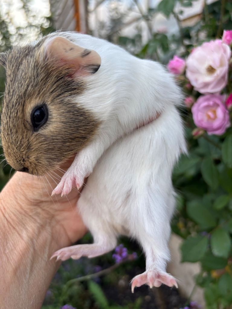 Gorgeous baby Guinea pigs