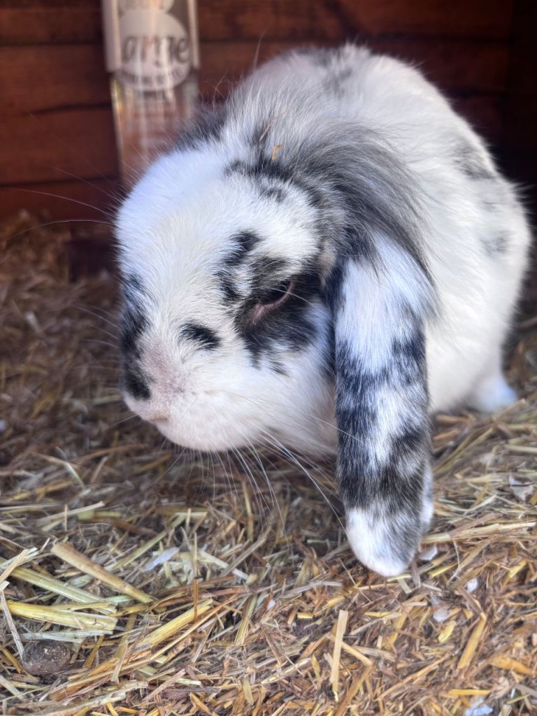 Mini lion lop rabbit and hutch 
