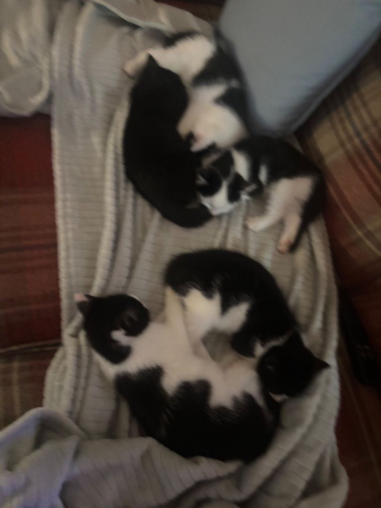 Lovely black and tuxedo kittens ready now 