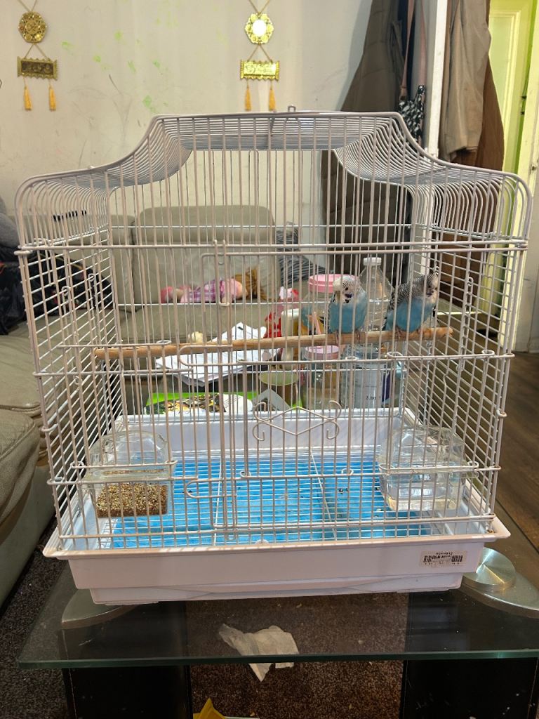 Birds cage bird/cage bird+cage+accessories