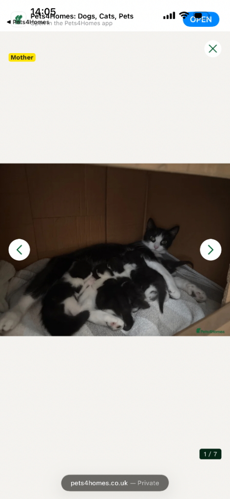 male kittens for sale