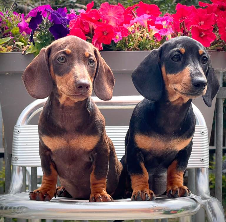 Smooth Miniature Dachshund Females