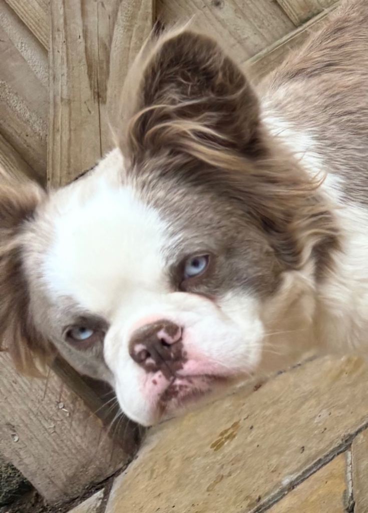 Full fluffy newshade panda frenchie