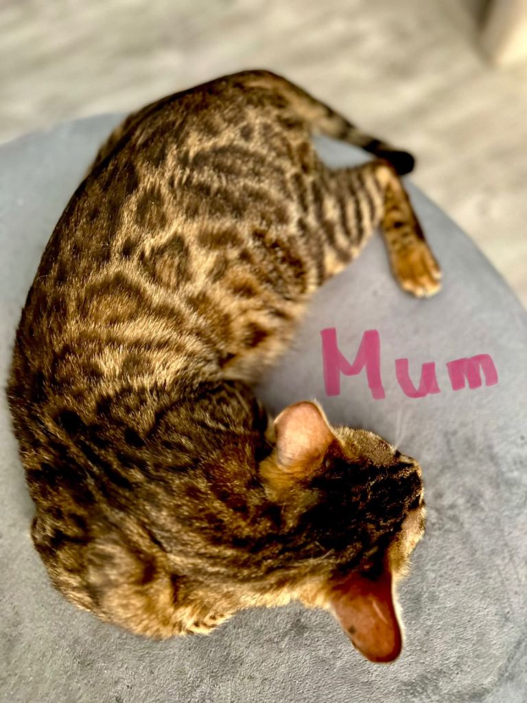 Cute Bengal cross mix kittens All gone!