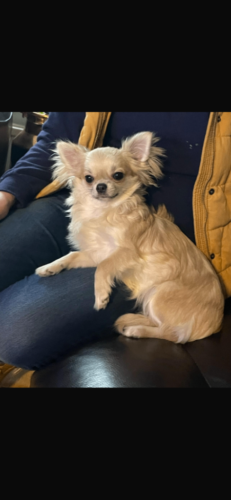 KC reg female for sale 