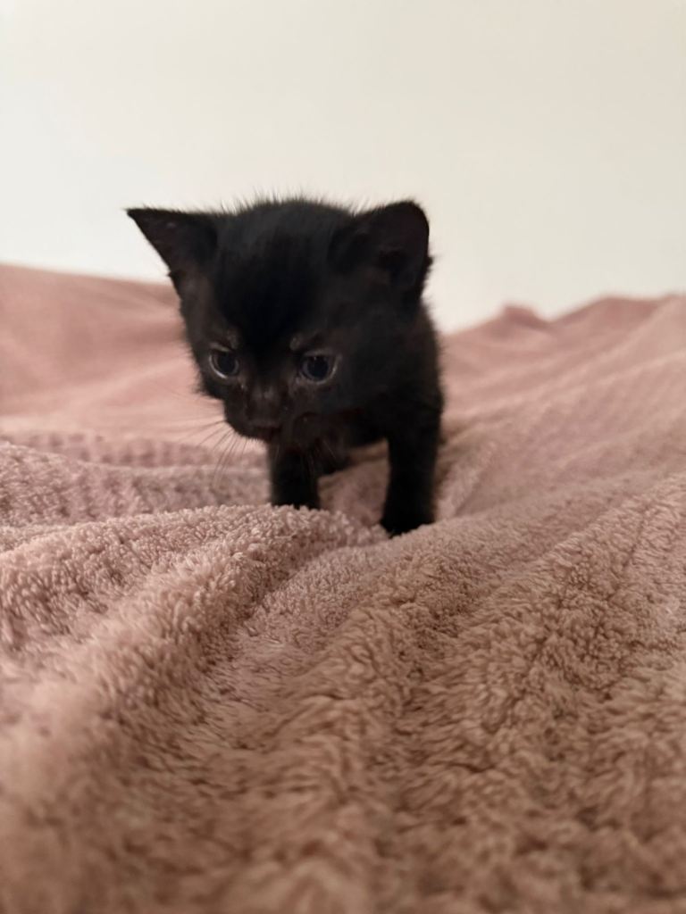 Bombay cat X Russian short hair mix kittens 