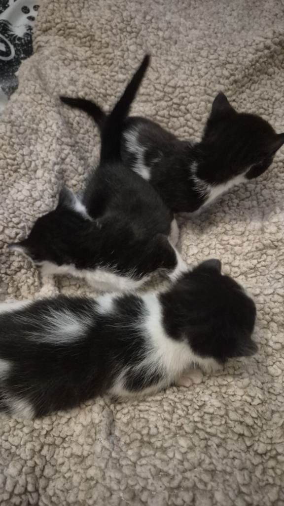2 black and white boy kittens for sale 